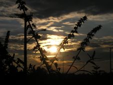 Sunset Behind Tall Grass Royalty Free Stock Photography Sunset Behind Tall Grass Royalty Free Stock Photography