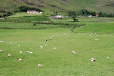 Irish Sheep Farm Stock Photography Irish Sheep Farm Stock Photography