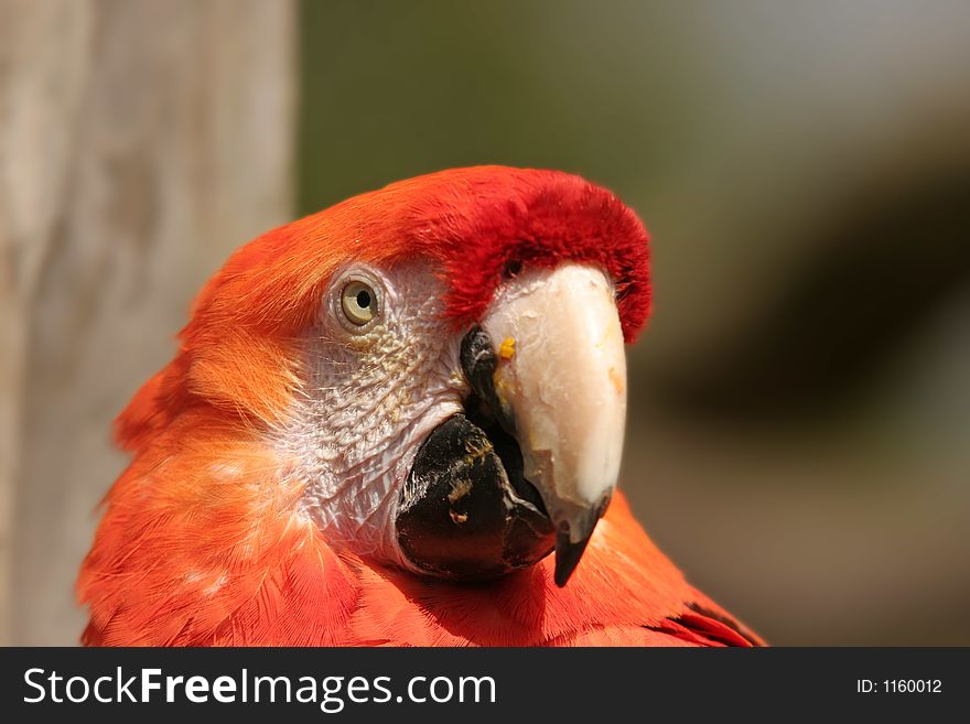 A head shot of a parrot. A head shot of a parrot