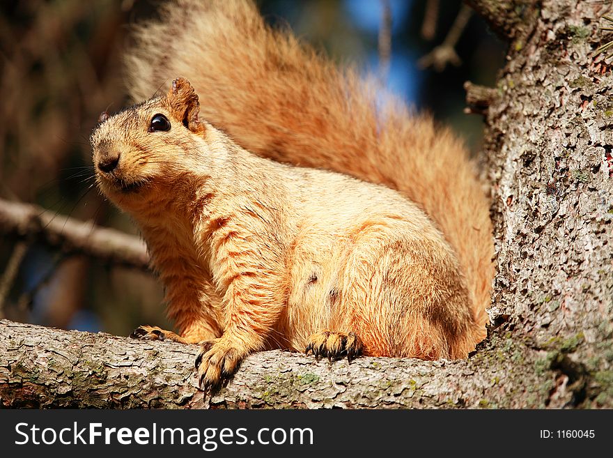 Squirrel In Pine Tree