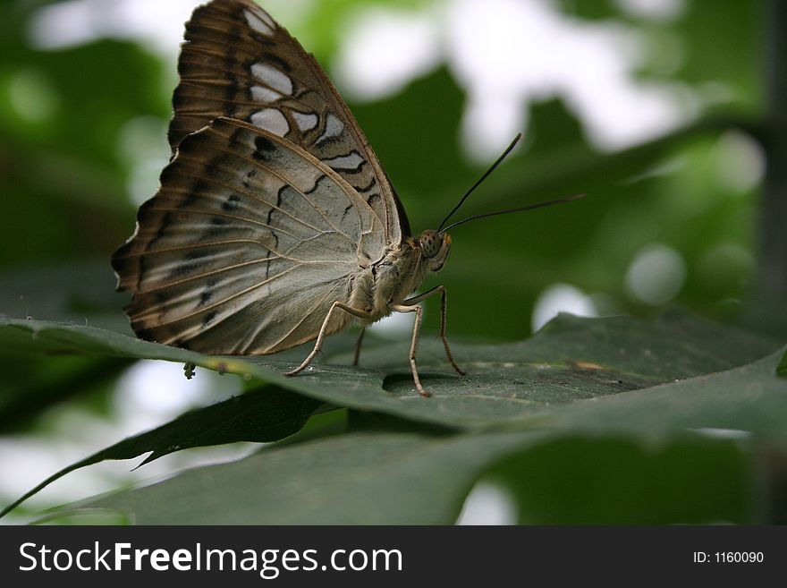 Butterfly close up in the garden this summes