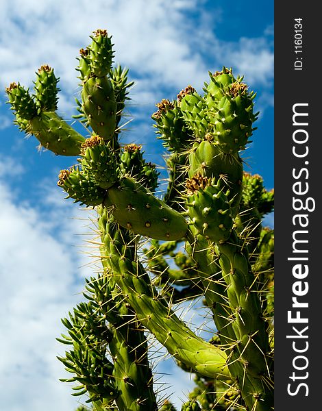 Close up of a beautiful cactus plant