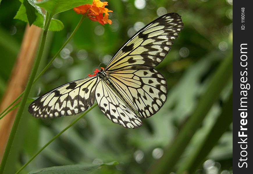 Butterfly Collecting Nectar on Flower