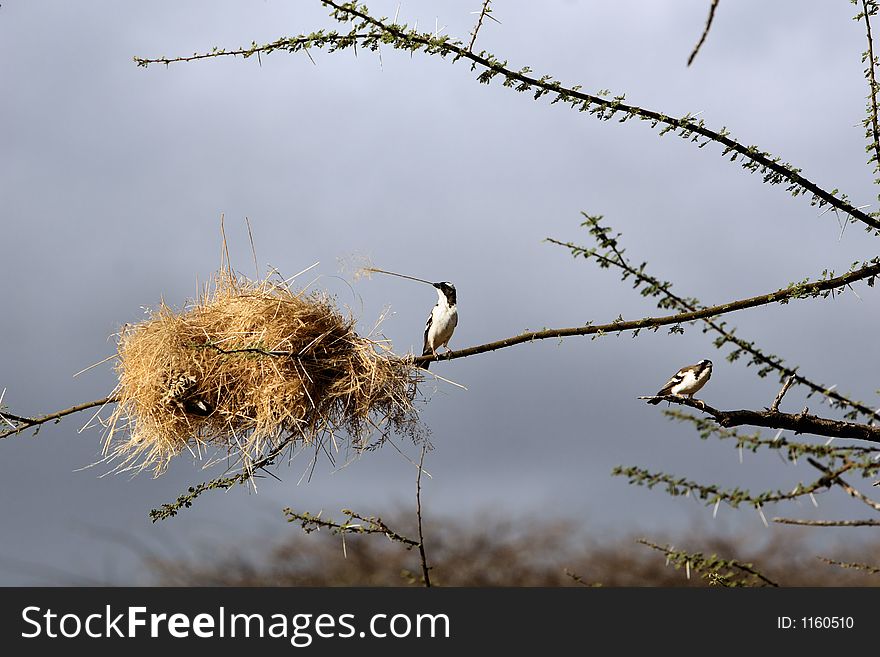 White-browed Sparrow-Weaver