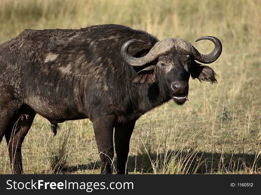 Close-up of a Cape Race African Buffalo