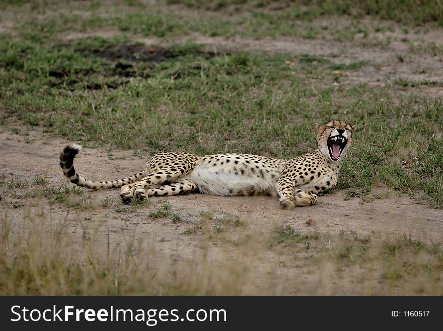 A resting Cheetah laying down and yawning
