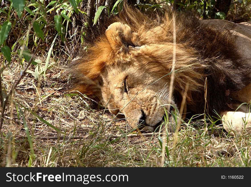A male Lion laying down sleeping. A male Lion laying down sleeping