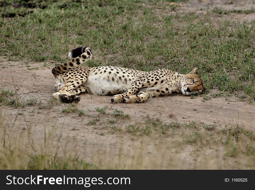Cheetah lying down and resting. Cheetah lying down and resting