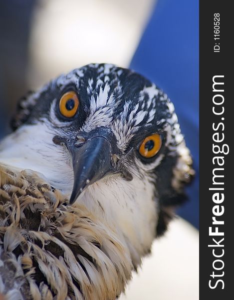 Osprey (Pandion Haliaetus) Focus On Beak