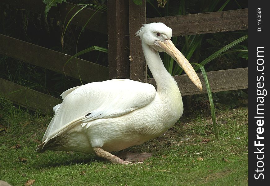 Large Pelican