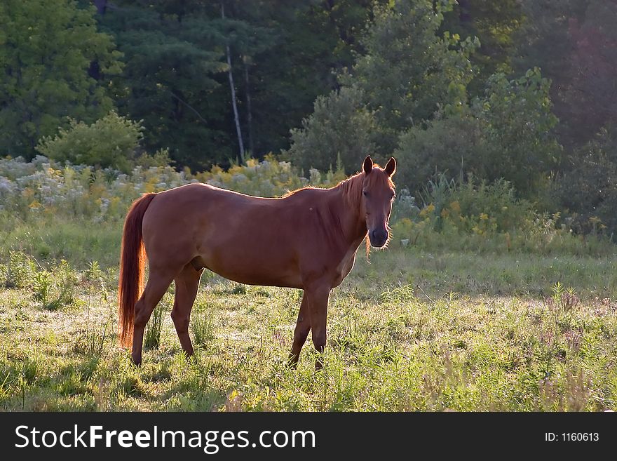 Silhouette of Horse Standing in Pasture. Silhouette of Horse Standing in Pasture