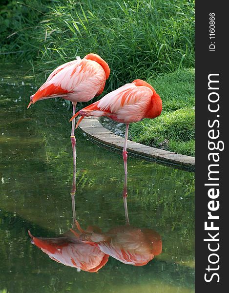 Two flamingoes sleeping in Toronto Zoo. Two flamingoes sleeping in Toronto Zoo