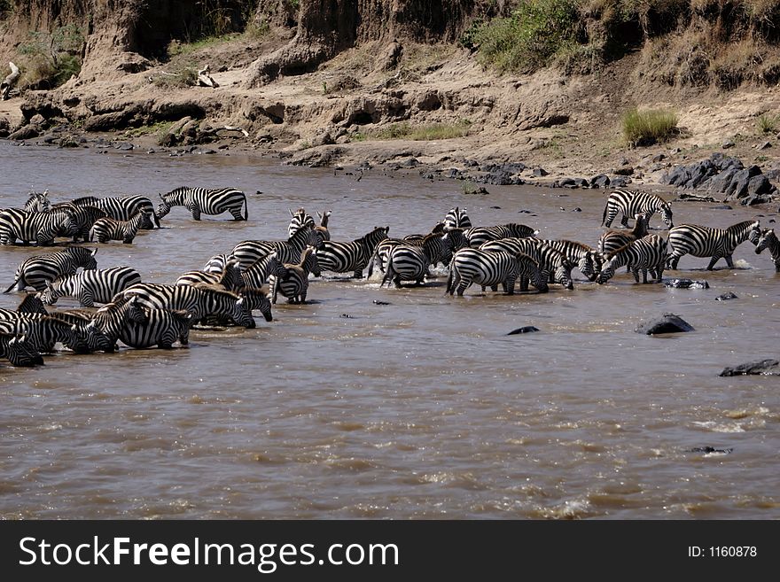 Large group of zebras crossing the Mara River on their migration