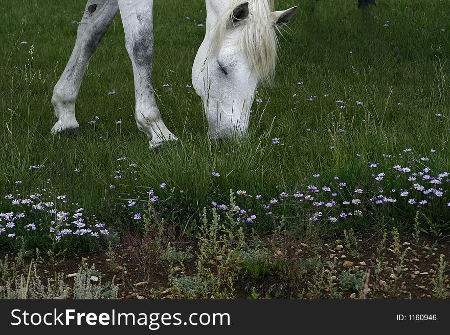 Horse grazing in flower field