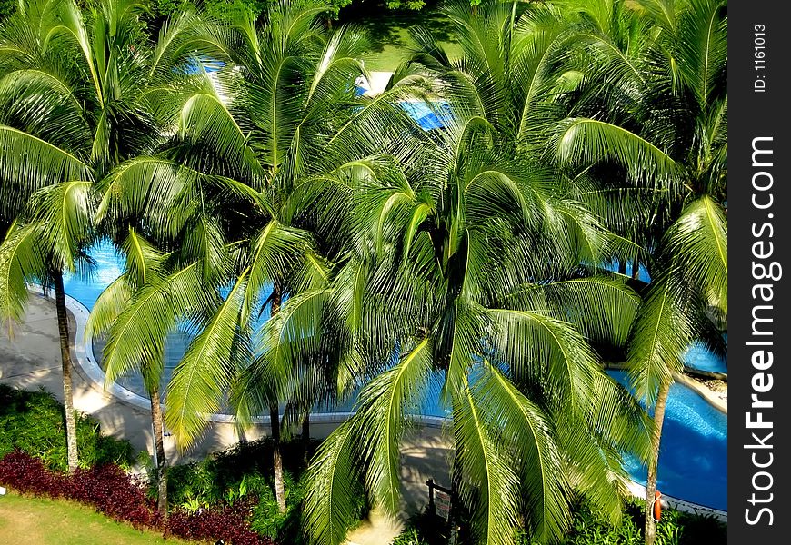 Tropical palm and swimming pool