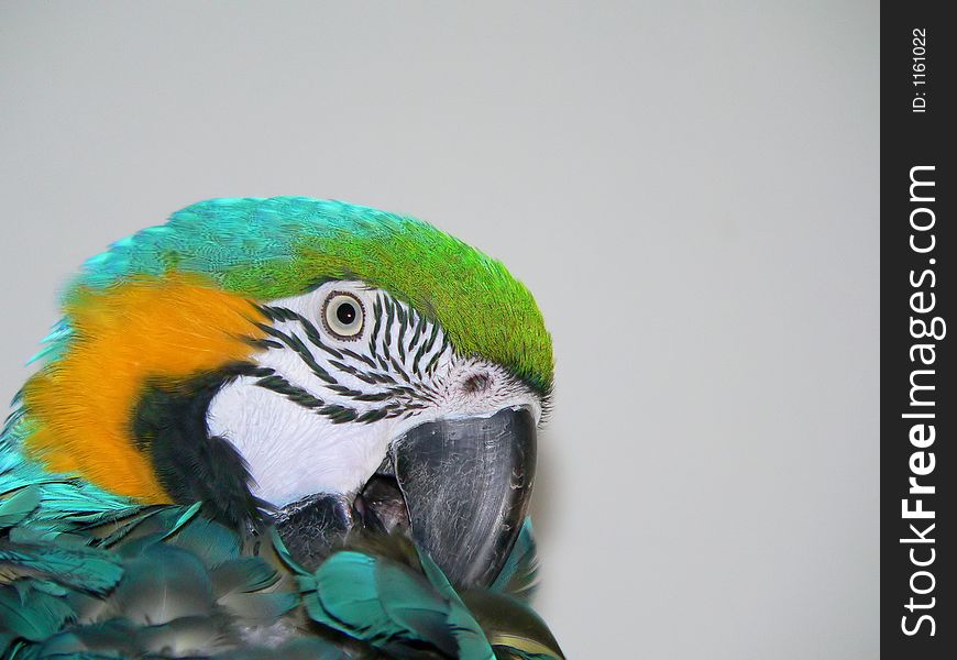 A blue & gold macaw grooming feathers.