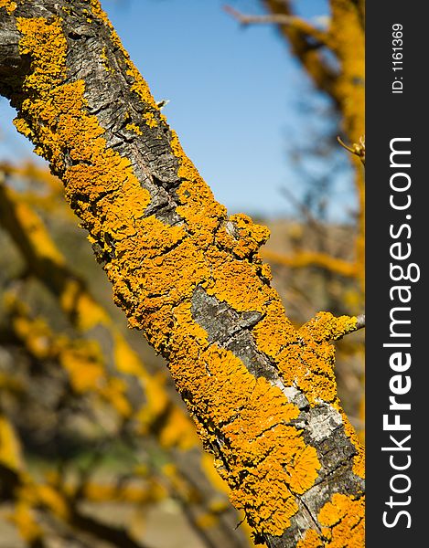 Lichen on a fruit tree.