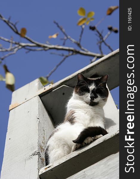 White cat with brown markings on deck with blue sky background. White cat with brown markings on deck with blue sky background.