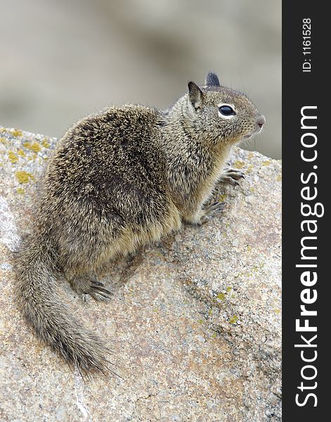 California ground squirrel resting on a stone