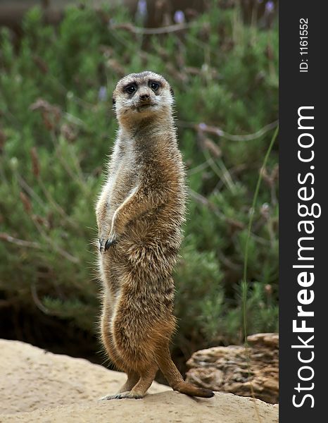 Meerkat Standing at attention