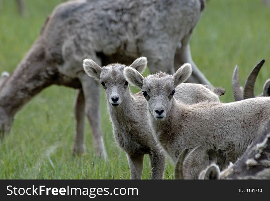 Mountain sheep lambs looking cute in montana