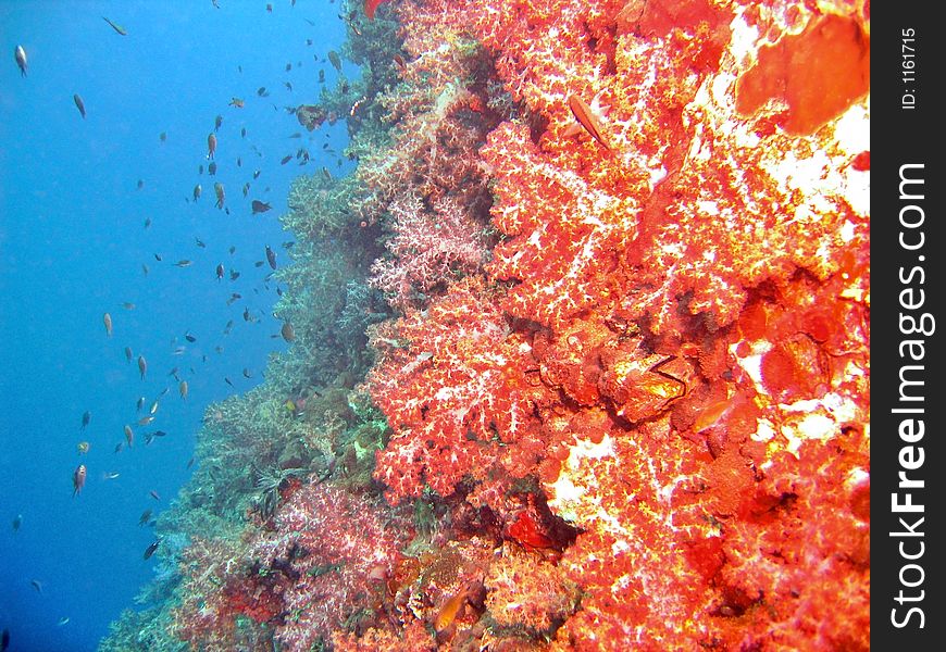 Red & blue scene in a tropical reef. Red & blue scene in a tropical reef