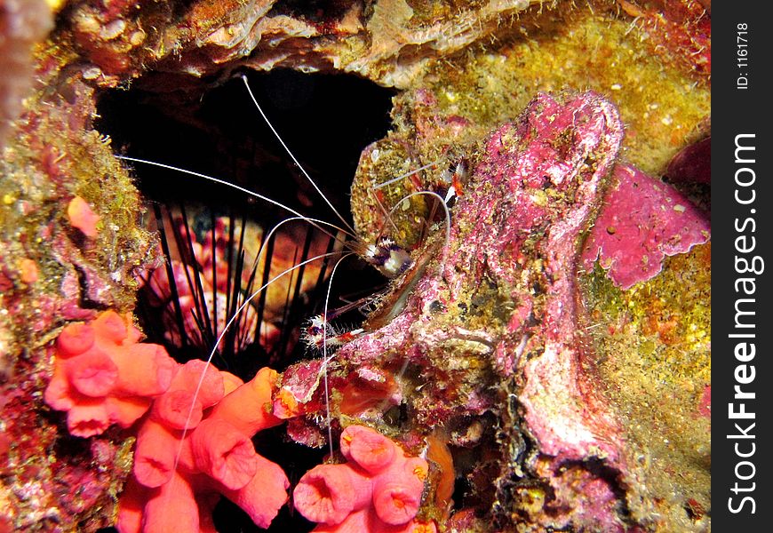 Banded Cleaner Shrimp