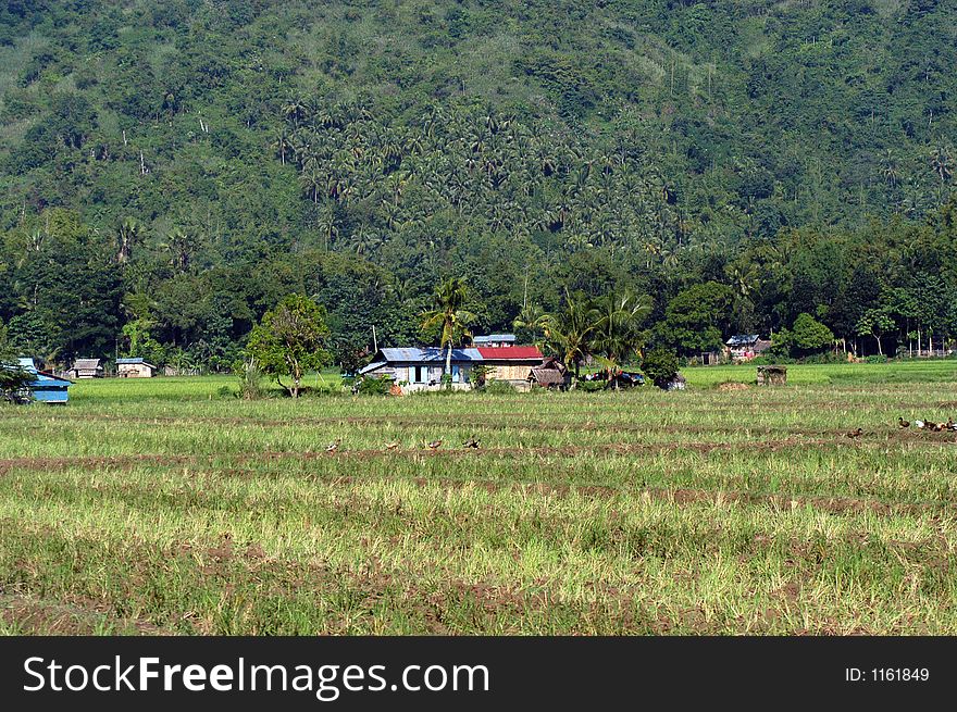 Little Houses on a Filipino rice field. Little Houses on a Filipino rice field