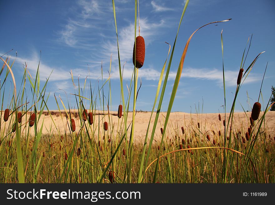 Cattails (also known as bulrushes) growing by the lake