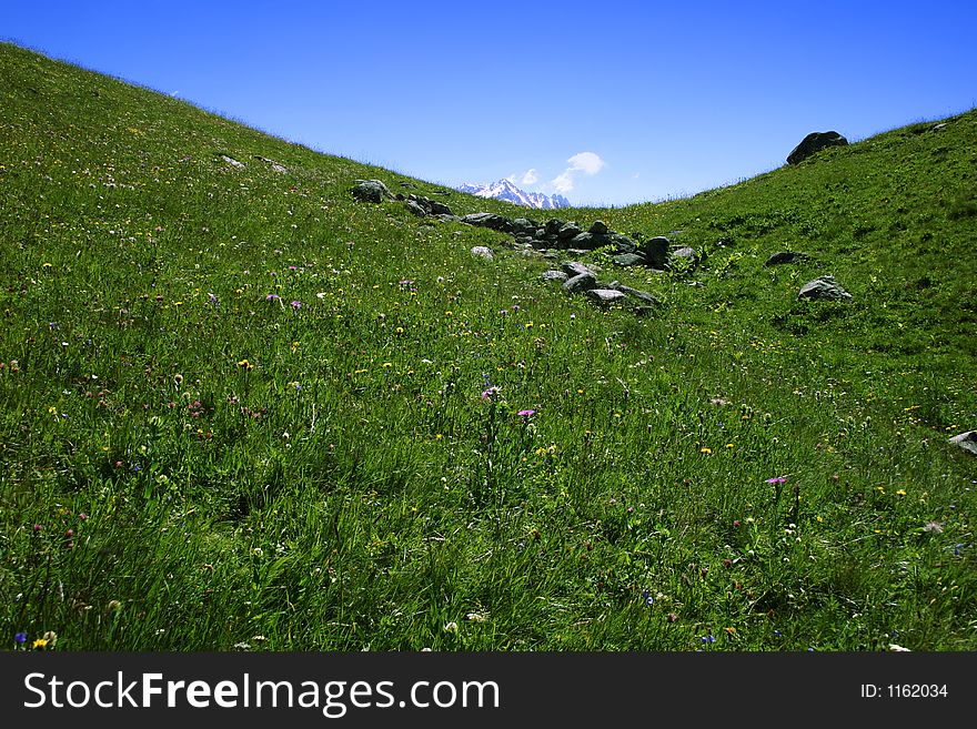 Alpine meadow with a lot of flowers, green grass and a small mountain in background.