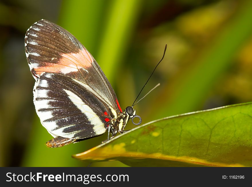 A beautiful butterfly on a leaf