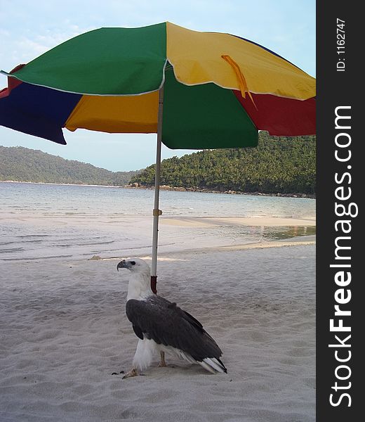 Eagle seeking shade under an umbrella on the beach. Eagle seeking shade under an umbrella on the beach.