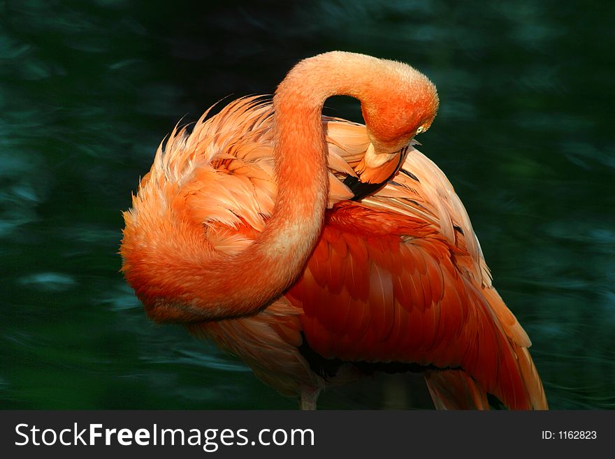 Pink flamingo with the bent neck on a background of dark water