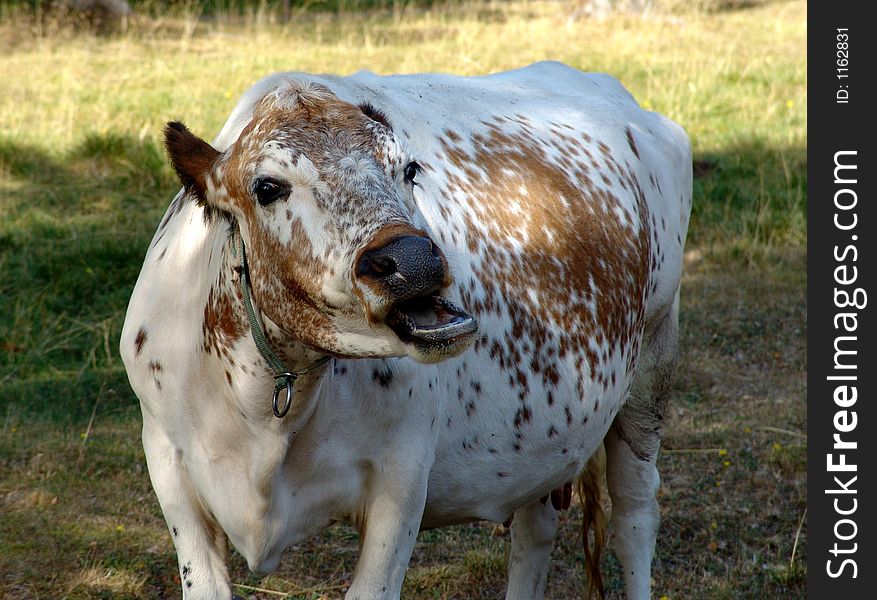 The lowing white cow with red specks