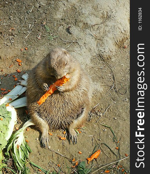 Marmot feeding itself with carrot