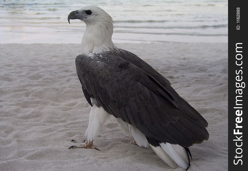 Fish Eagle on the beach