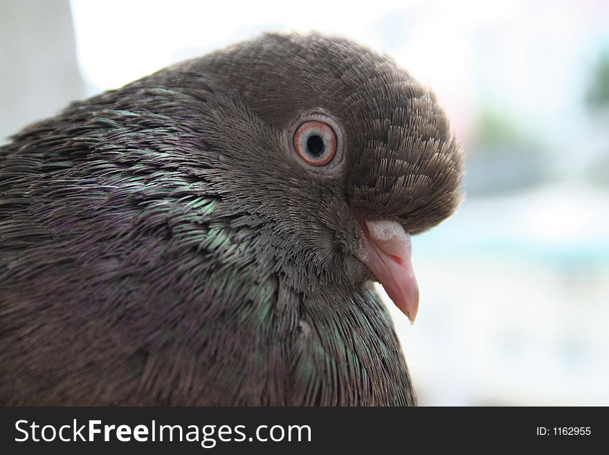 A Pigeon