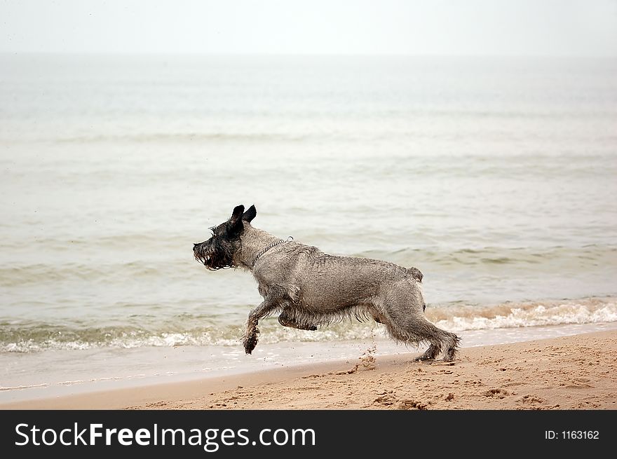 Dog is running on the beach. Dog is running on the beach