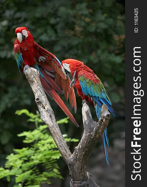 Parrots on a tree in Cornelle's Zoo