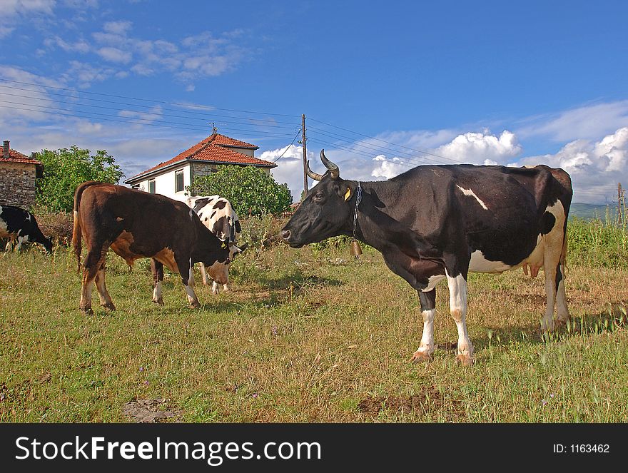 Milk cows in the filed