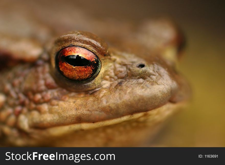 Toad (bufo bufo) - focused on eye