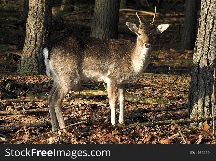A proud young male deer, spotted in the woods. A proud young male deer, spotted in the woods.