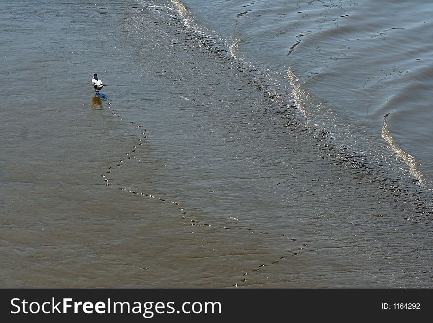 Bird with foot-prints in the sand. Bird with foot-prints in the sand