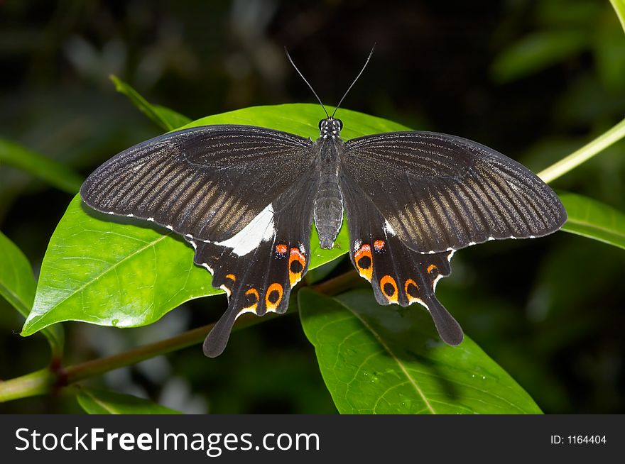 A beautiful butterfly on a leaf