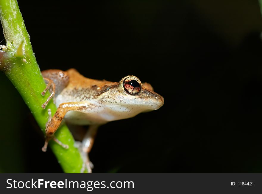 Cute frog  on a tree