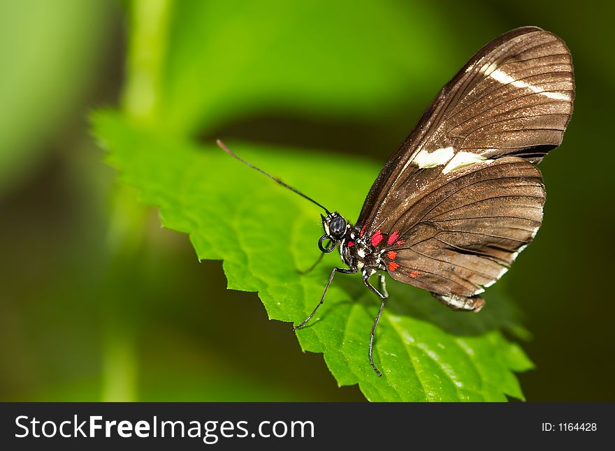 A beautiful butterfly on a leaf