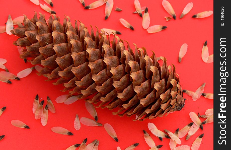 Pine cone with seeds on a red background. Pine cone with seeds on a red background