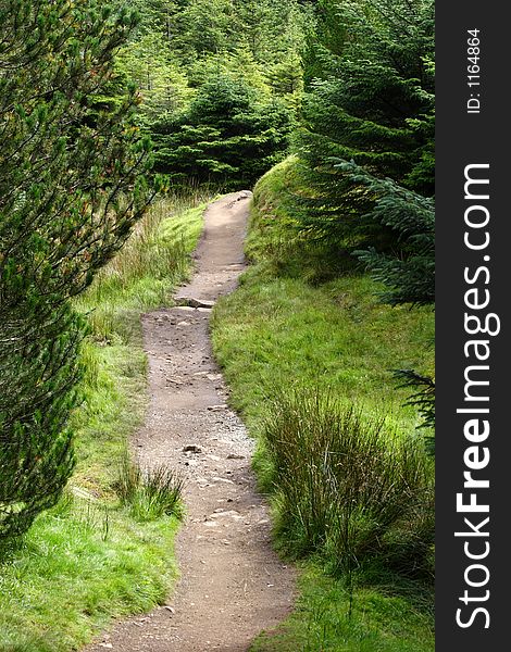 Walkway through forest in scotland, uk