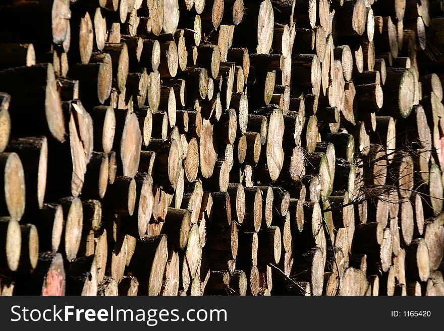 Woodpile closeup on  tree trunks