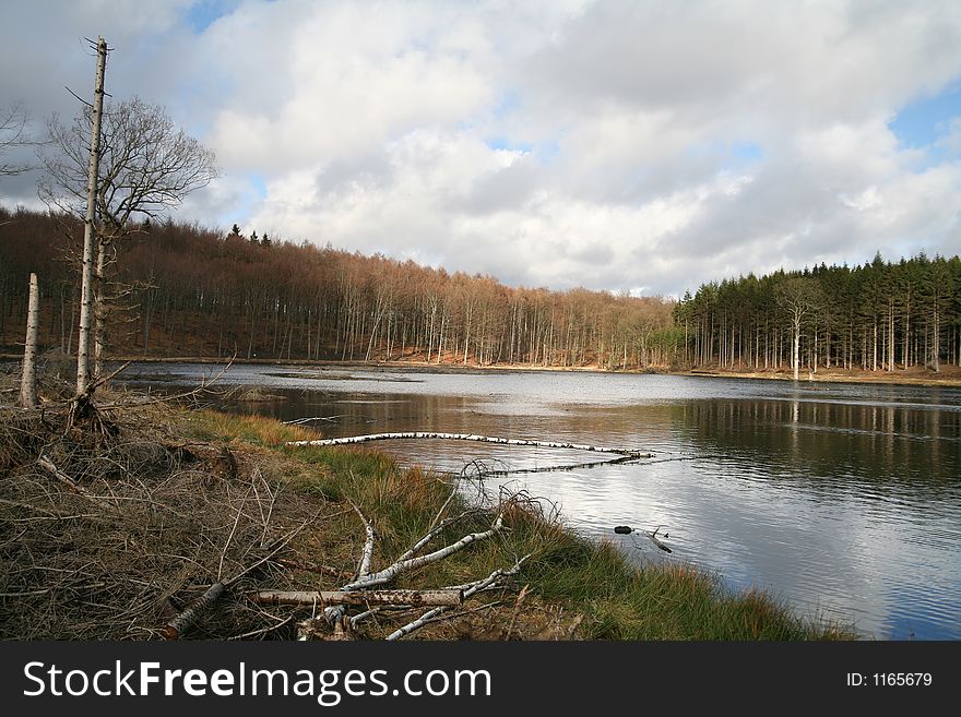 Forest , trees and leaves and  a lake in denmark. Forest , trees and leaves and  a lake in denmark
